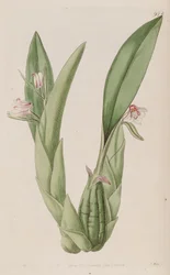 Ilustración de Eria rosea